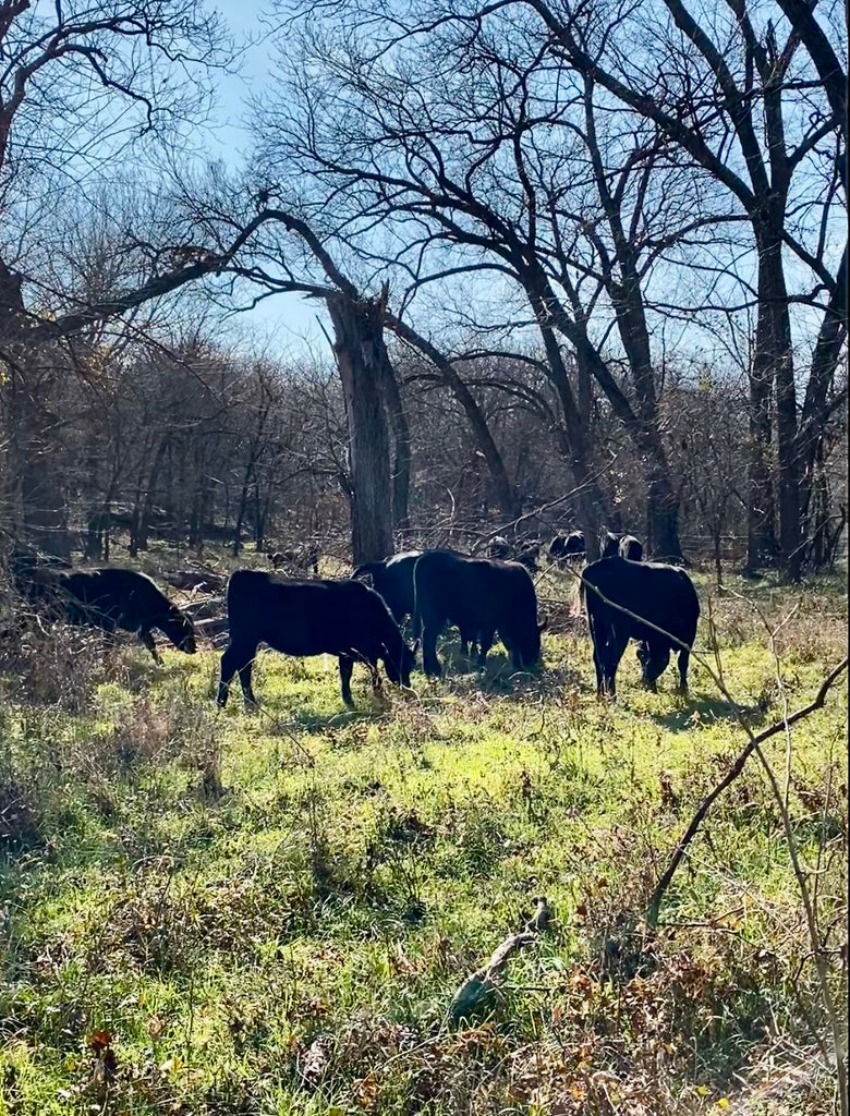 What is Regenerative Agriculture? A Beginner’s Guide